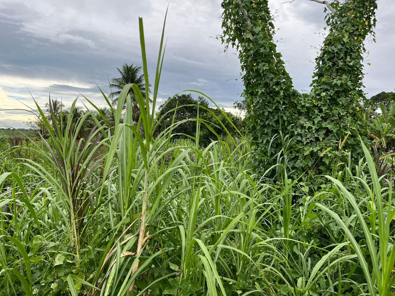 Vegetação nativa em área de restauração ambiental